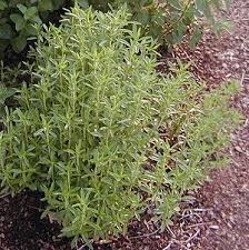 Summer savory